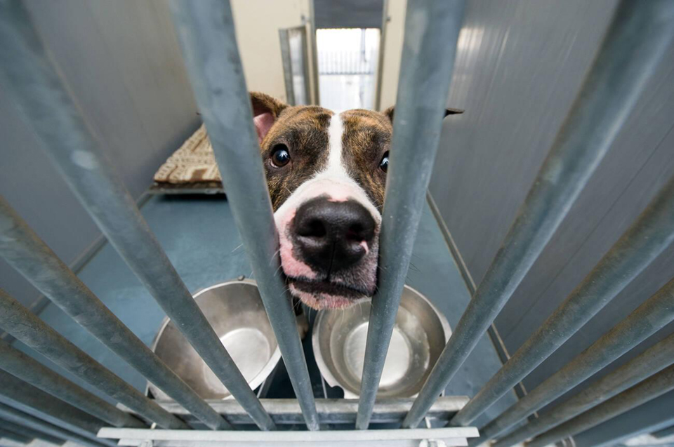 what to know before adopting a dog from the shelter