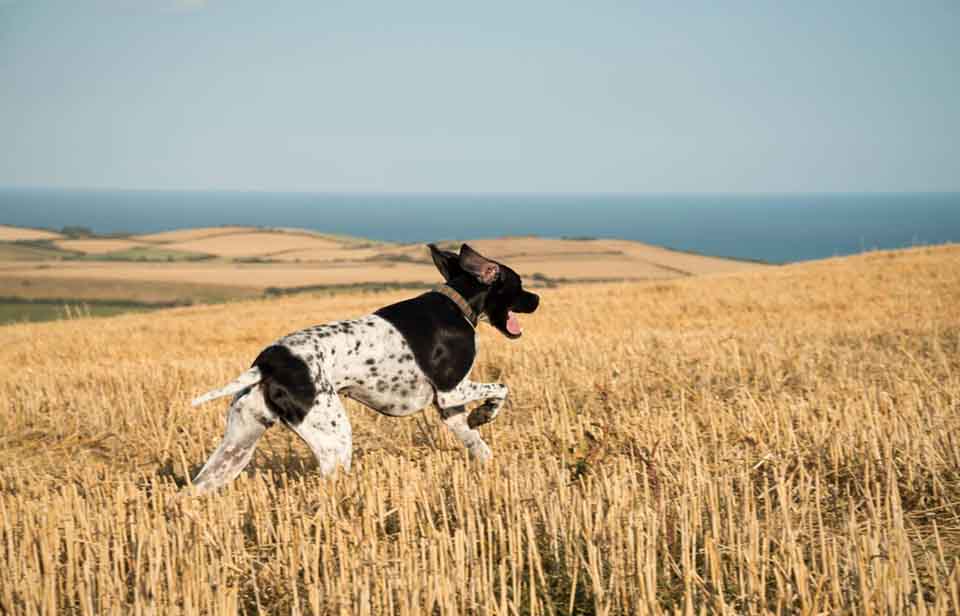 Dog Has Plenty of Exercise