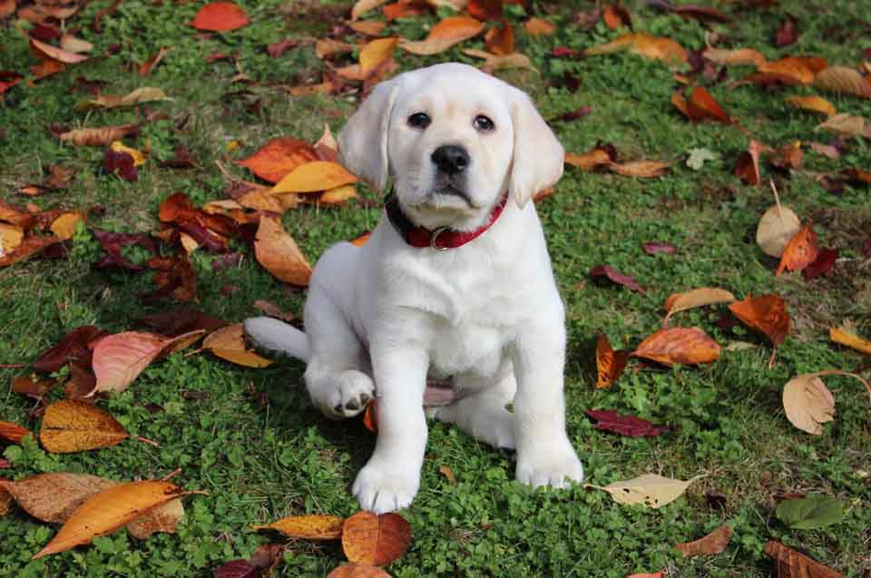 Potty train a rescue dog