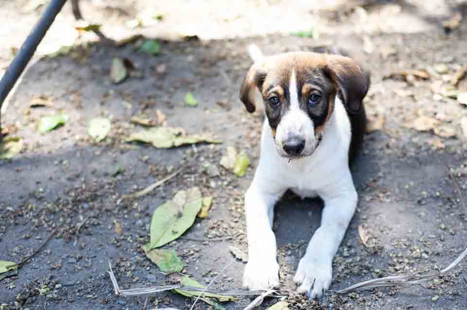 Why Rescue Dogs Are Afraid of Men and Masculine Energy